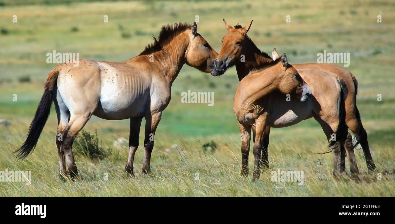 Przewalski wild horses (Equus ferus przewalskii), Khustain Nuruu National Park, Mongolia Stock Photo