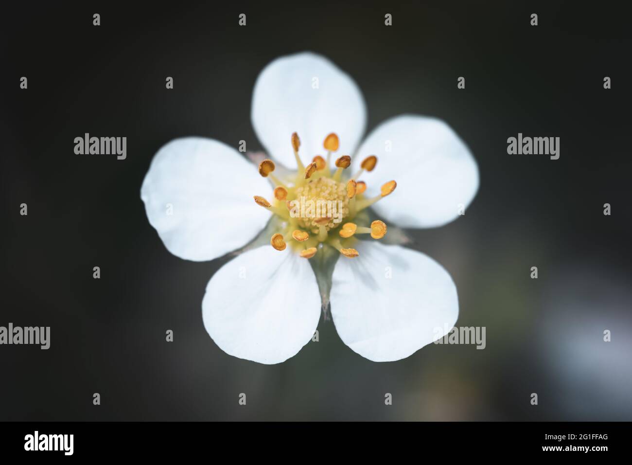 Wild strawberry blossoming - macro shot of a flower. Nature background Stock Photo