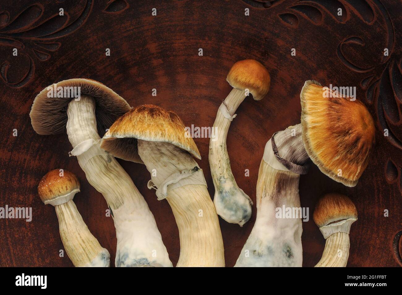 Psychedelic psilocybin mushrooms Golden Teacher, top view, close-up. Psilocybe Cubensis raw mushrooms in brown dish. Micro-dosing concept Stock Photo - Alamy
