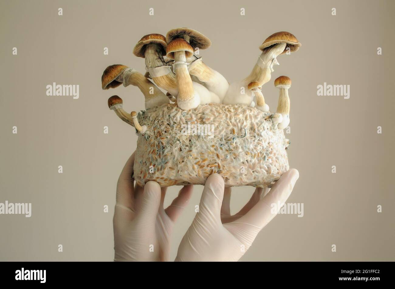 Mycelium block of psilocybin psychedelic mushrooms Golden Teacher. Grower man with Psilocybe Cubensis mushrooms. Macro view, close-up. Micro-dosing co Stock Photo