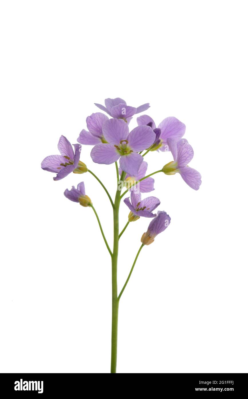 Cuckoo flower (Cardamine pratensis) flowers on a white background, Germany Stock Photo