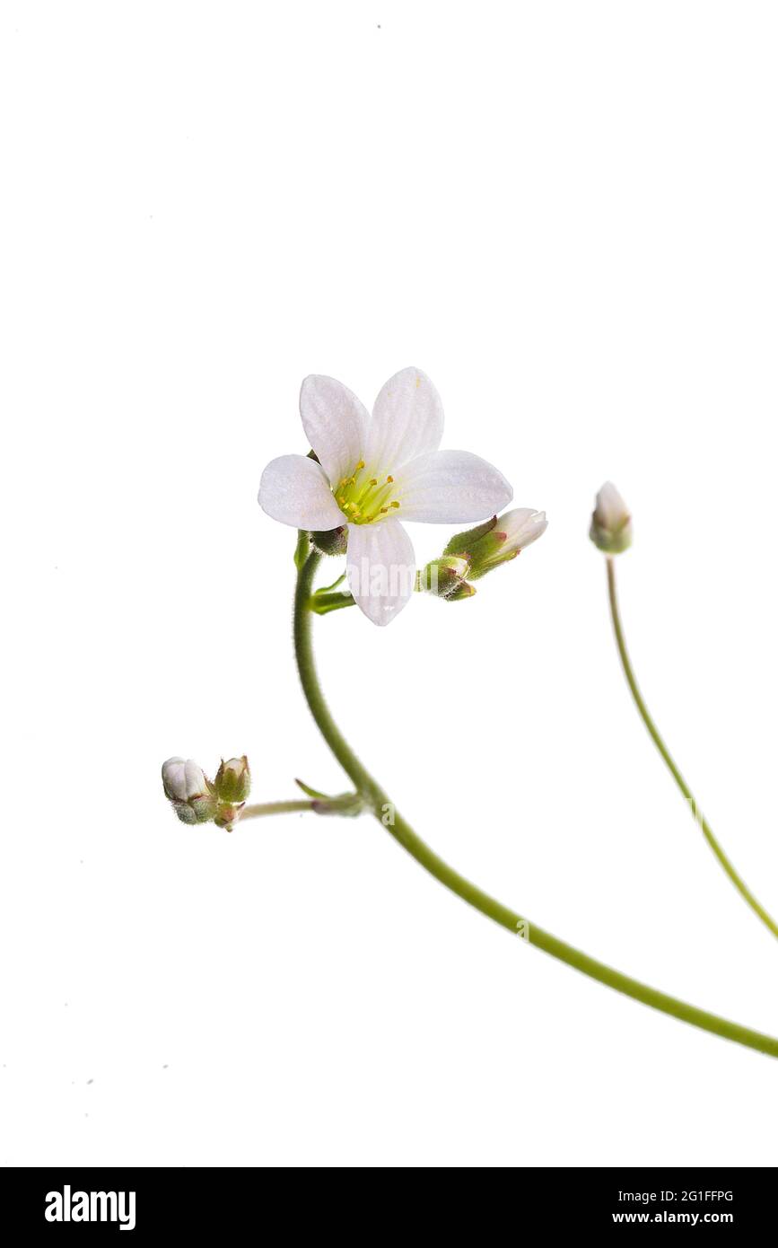Flowers of (Saxifraga granulata) on white ground, studio photo, Germany Stock Photo