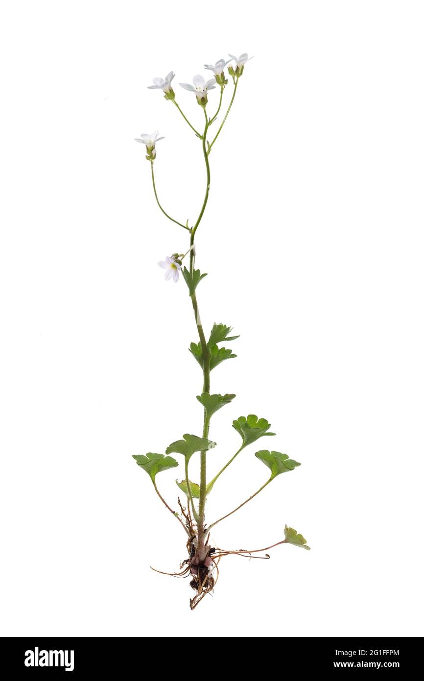 Knoll saxifrage (Saxifraga granulata) on white ground, studio photo, Germany Stock Photo