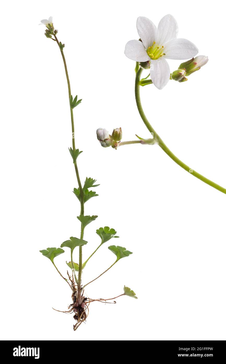 Knoll saxifrage (Saxifraga granulata) on white ground, studio photo, Germany Stock Photo