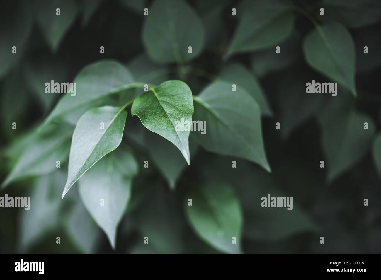 Closeup nature view of green creative layout made of green leaves in forest. Copyspace make using as natural green plants and ecology backdrop. Flat lay. Nature background Stock Photo