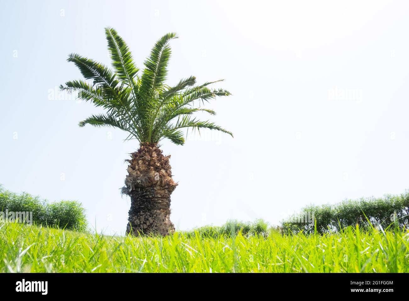Palm tree on green lawn backyard with lush grass on clear sky
