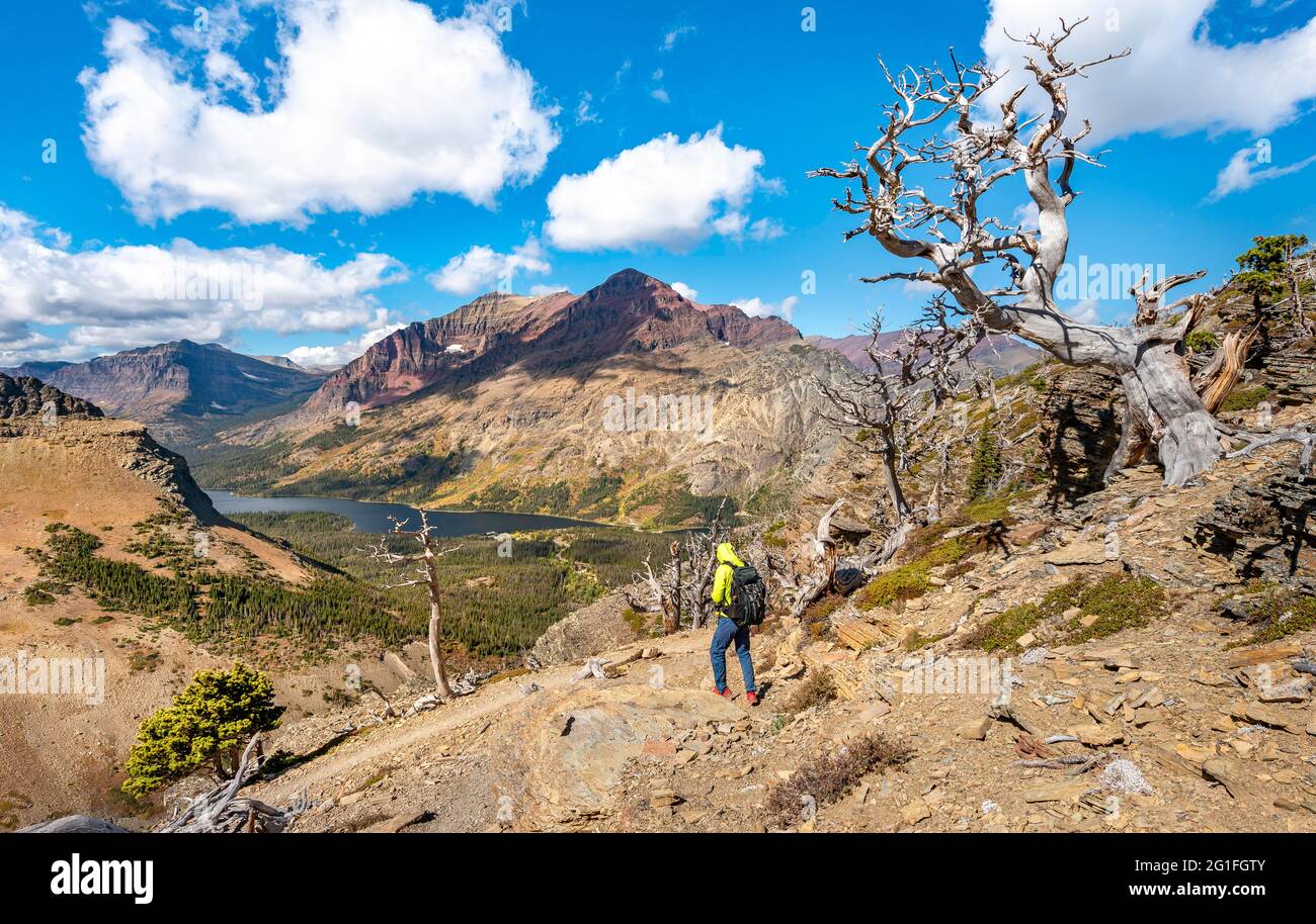Hiker between dead trees, hiking trail to Scenic Point, view of Two Medicine Lake with mountain peak Rising Wolf Mountain, Glacier National Park Stock Photo