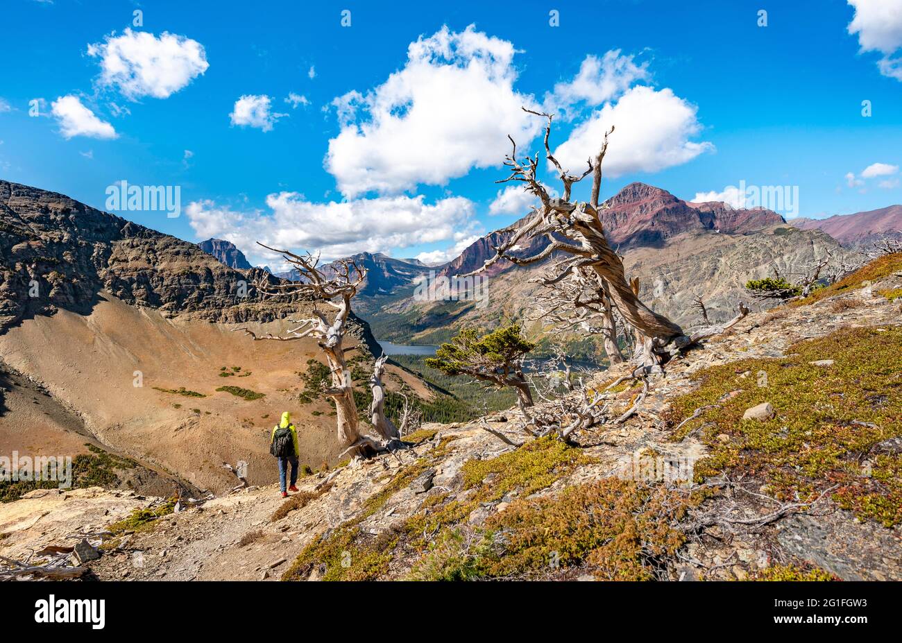 Hiker between dead trees, hiking trail to Scenic Point, view of Two Medicine Lake, mountain peaks Rising Wolf Mountain and Sinopah Mountain, Glacier Stock Photo