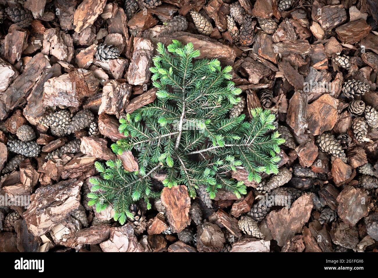 Green decorative fir tree on pine bark nuggets layer used for gardening. Natural texture Stock Photo