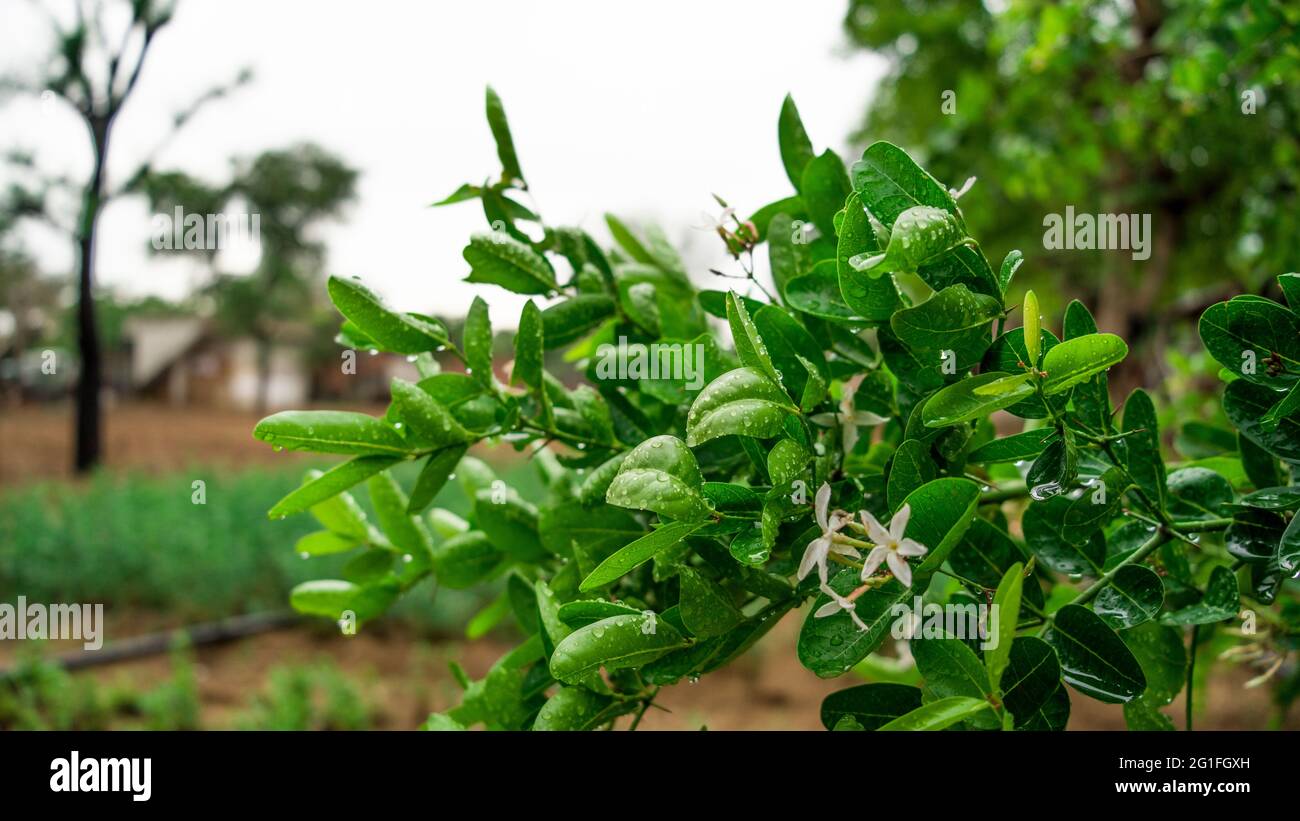 Waterdrops on leaves of Carissa carandas, Carunda, Leaf Karonda seeds ripe pink or red colorful, tropical citrus karanda or koromcha flowers. Stock Photo