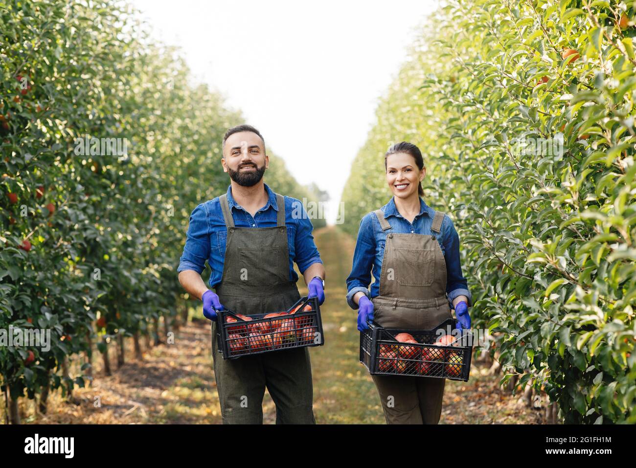 Great harvest, fruit picking and family business Stock Photo