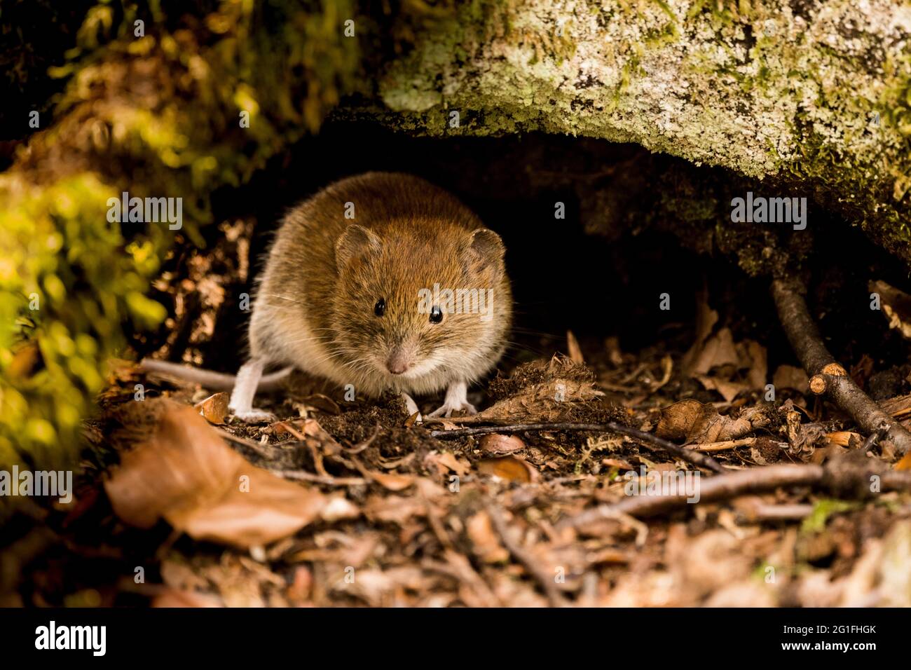 Root Vole Root vole hi-res stock photography and images - Alamy