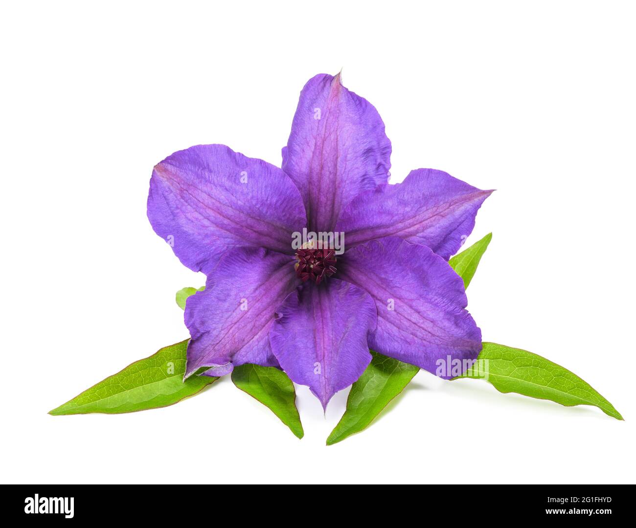 Clematis flower head isolated on white background Stock Photo