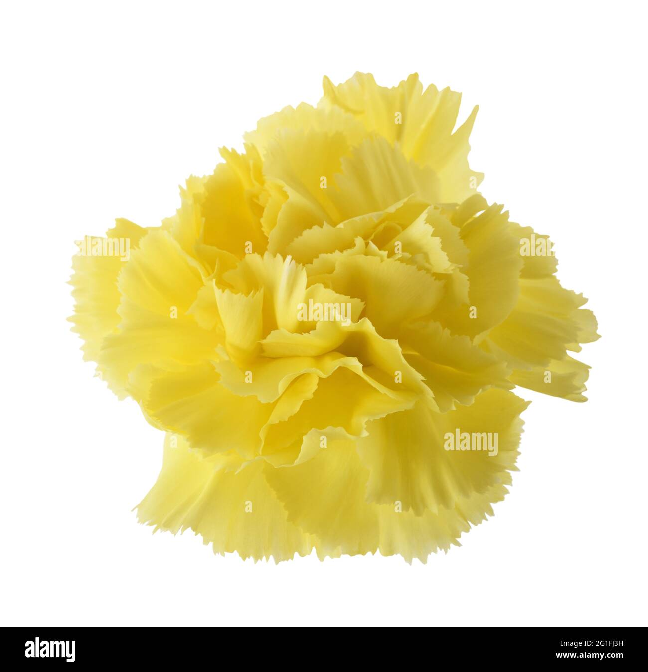 Yellow carnation isolated on white background Stock Photo