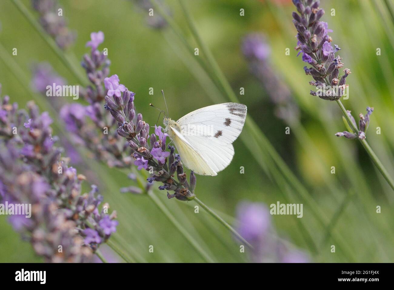 Cabbage white butterfly (Pieris) on lavender (Lavandula angustifolia) Stock Photo