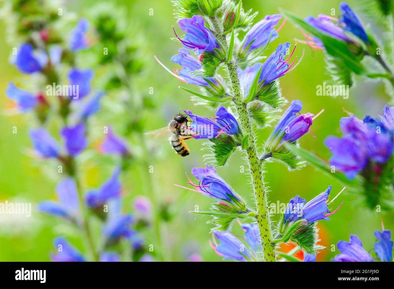 Common viper's bug (Echium vulgare) with wild bee Red mason bee (Osmia bicornis), collecting, pollinating, nature garden of the nature conservation Stock Photo