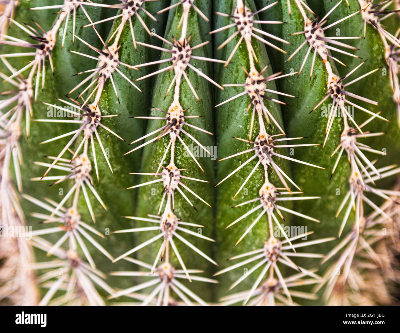 The cactus is a big needle plan. The cactus needles are close-up Stock ...