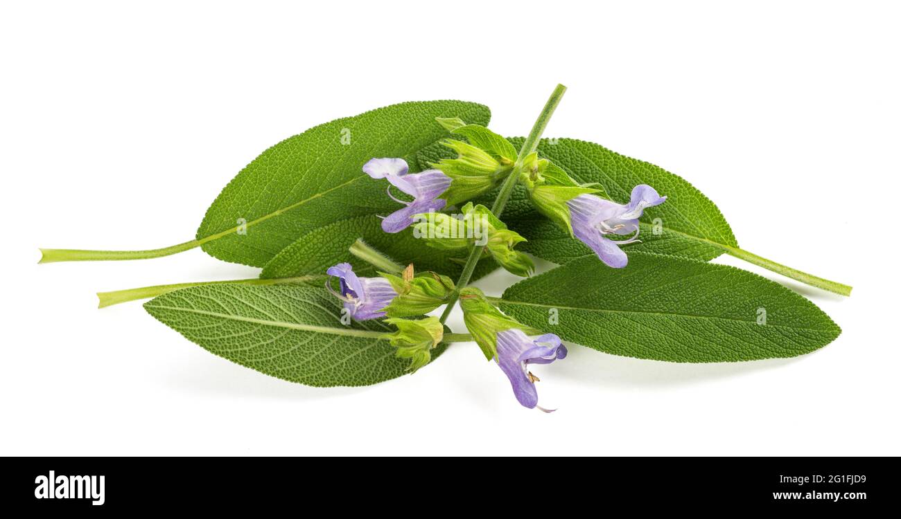 Sage leaves with flowers isolated on white background Stock Photo Alamy