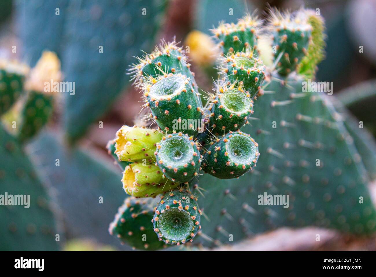 The flowers of the cactus are close-up. Close-up of cacti. Stock Photo