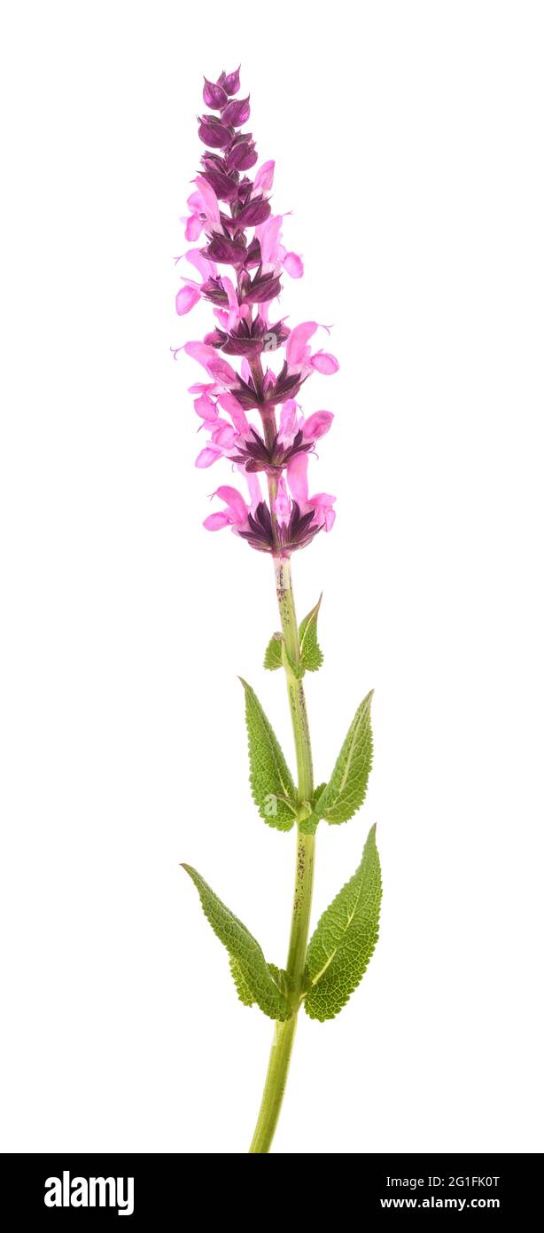 Salvia nemorosa flower isolated on white background Stock Photo