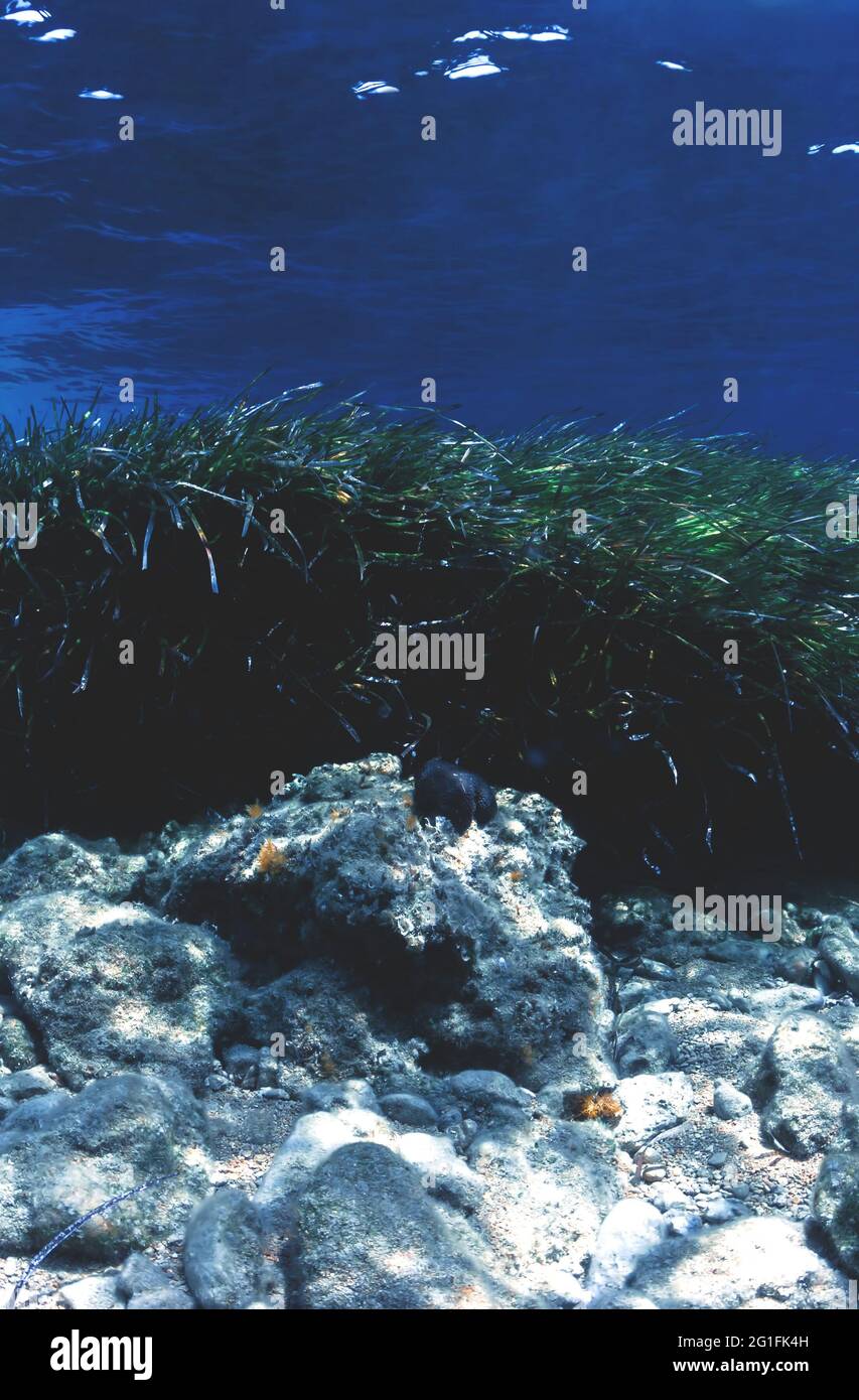 Healthy sea grass in Mediterranean sea Stock Photo Alamy