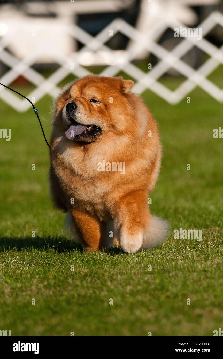Chow Chow dog show photo Stock Photo Alamy