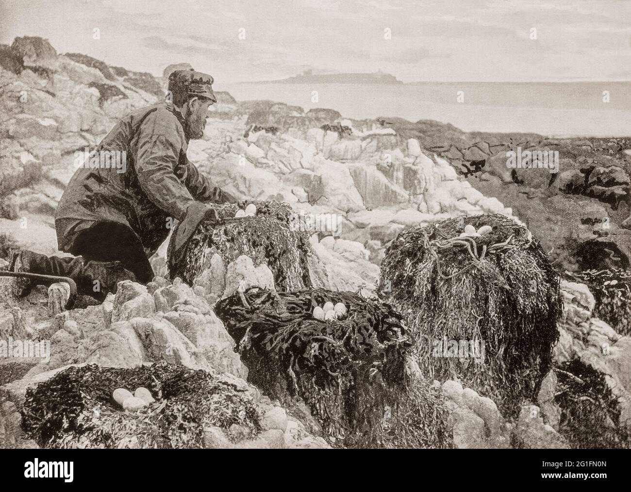 A late 19th century view of a local taking Cormorants eggs on the Farne Islands, a group of islands off the coast of Northumberland, England. They were first recorded in 651, when they became home to Saint Aidan, followed by Saint Cuthbert who died there in 687. The islands were used by hermits intermittently until the last hermit died on the islands in 1246. The islands are also associated with Grace Darling, daughter of the Longstone lighthouse-keeper William Darling, who both rescued nine people from the wreck of the Forfarshire in a strong gale and thick fog, the vessel having run aground Stock Photo