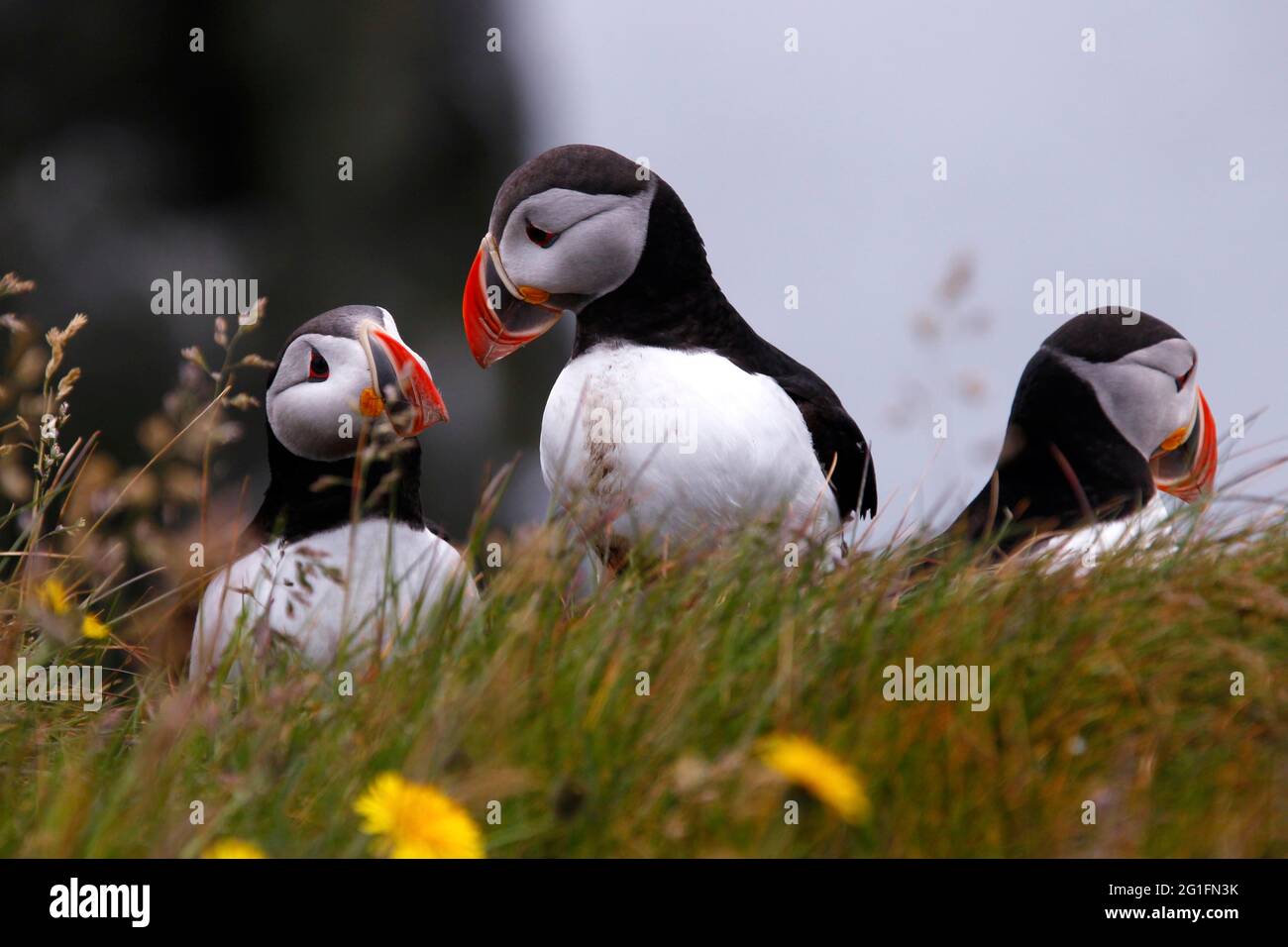 Bird seabird auk hi-res stock photography and images - Page 5 - Alamy