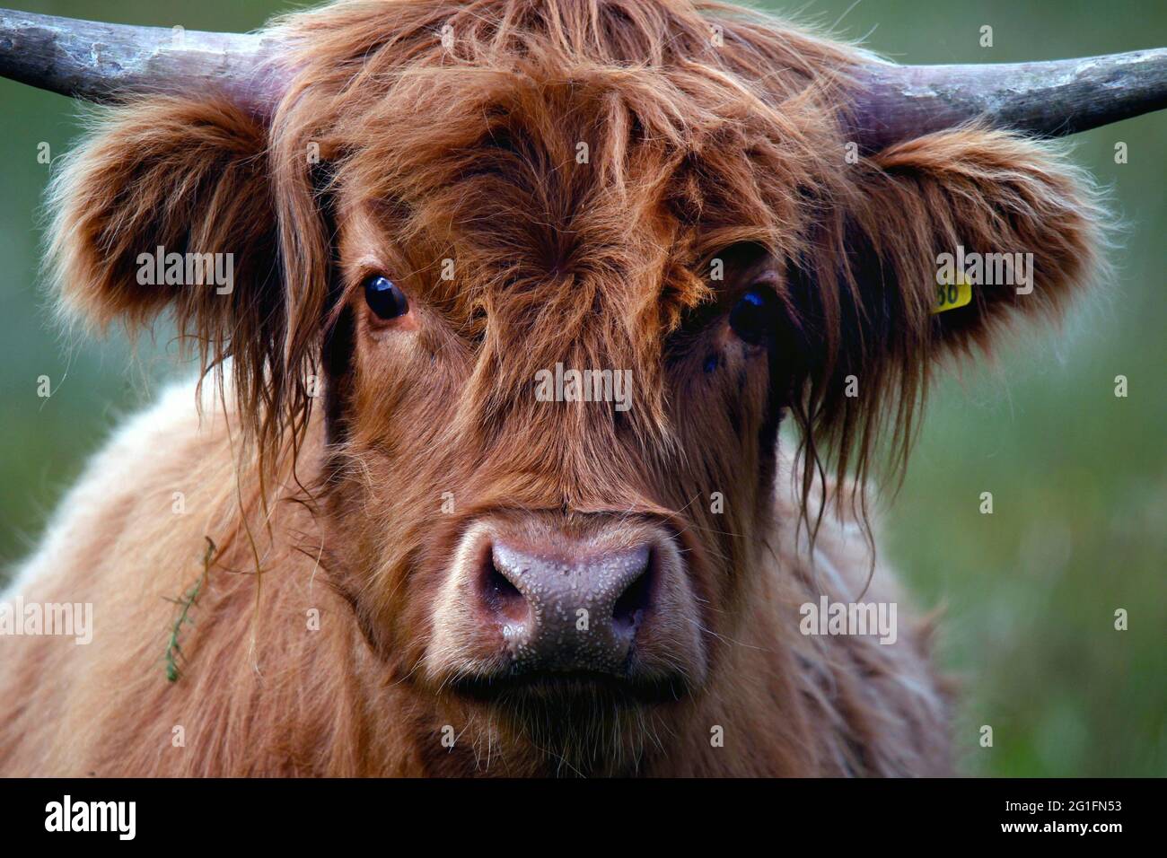 Scottish Highland Cattle (Bos taurus), Highland Cattle, Kyloe taurus, Head, Craignure, Mull, Inner Hebrides, Hebrides, Highlands, Highland, Scotland Stock Photo