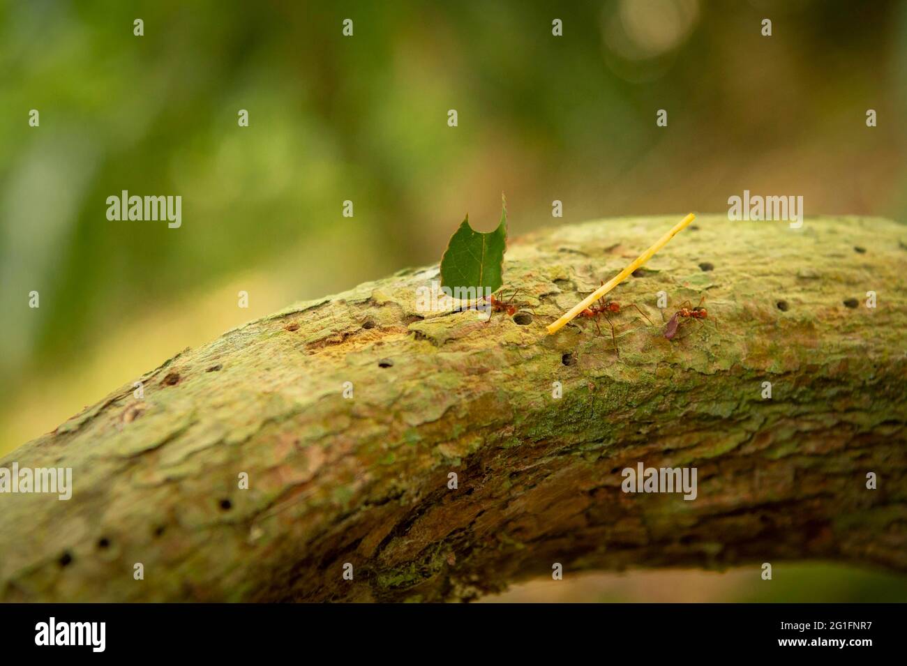 Leafcutter ants (Acromyrmex) on their way with food to their burrow