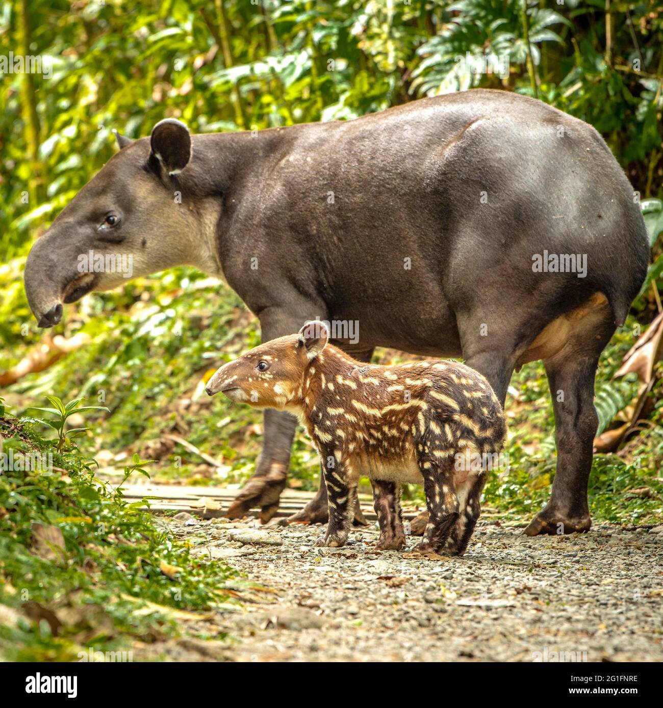 Tapir Rio Tapir (Tapirus bairdii) mother with child roaming the woods, Rio ...