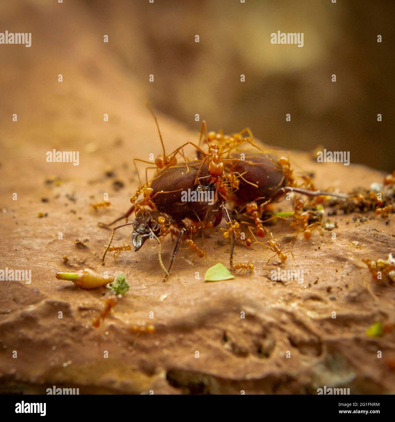 Leafcutter ants (Acromyrmex) queen being tended by her workers, La