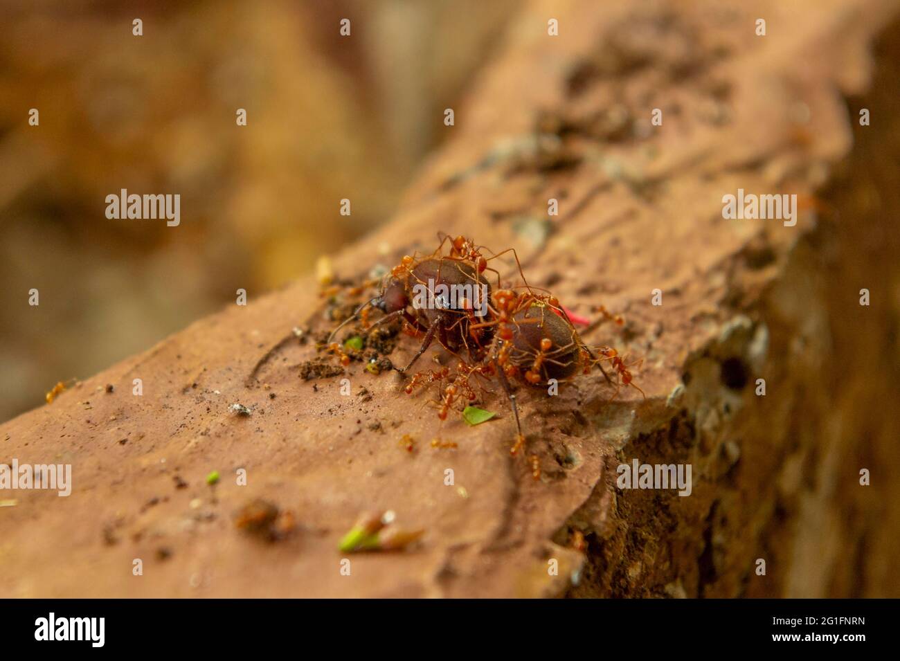 Leafcutter ants (Acromyrmex) queen being tended by her workers, La