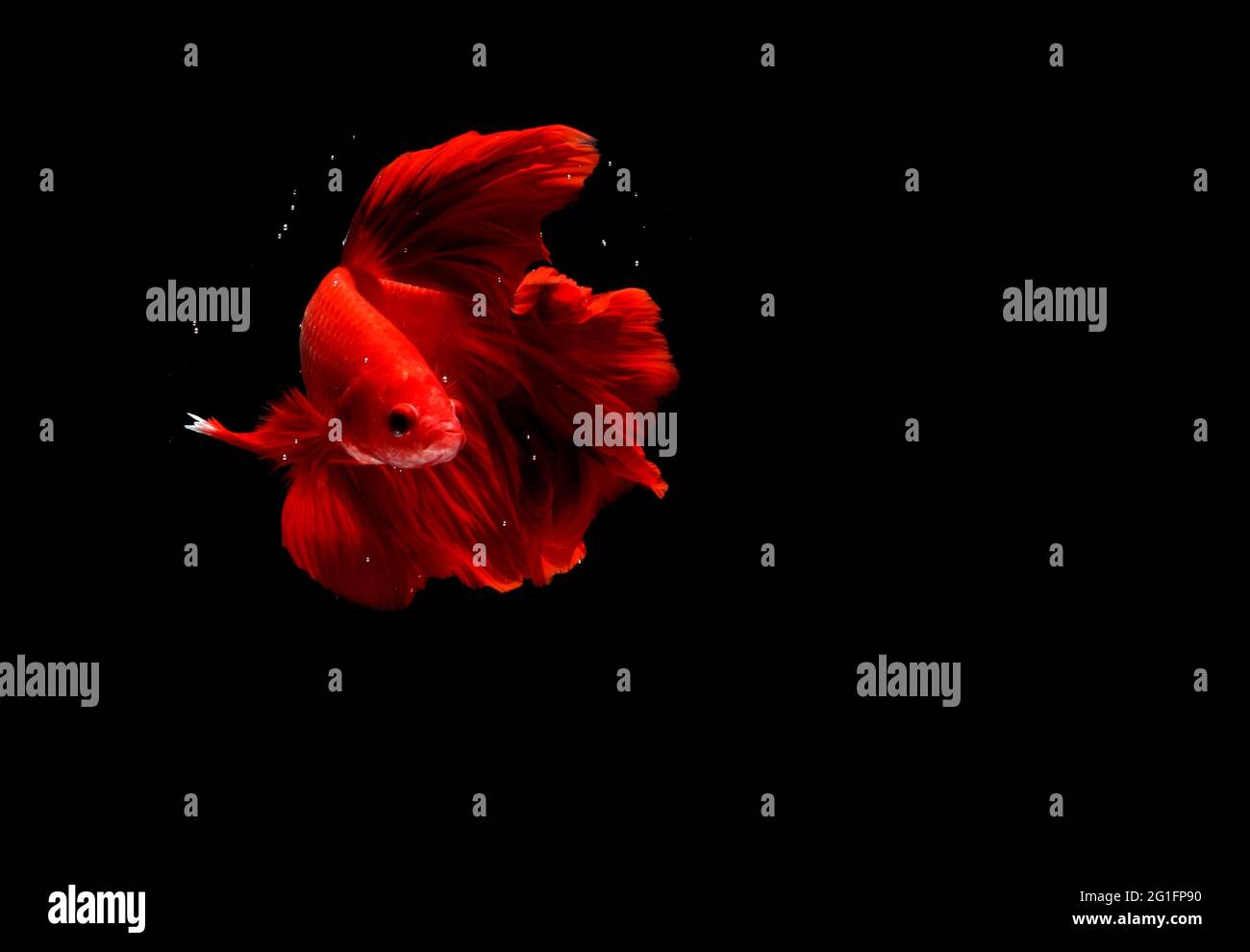 Photo Super Red Halfmoon, Cupang, Betta, siamese fighting fish beyond bubbles, Isolated on Black Stock Photo