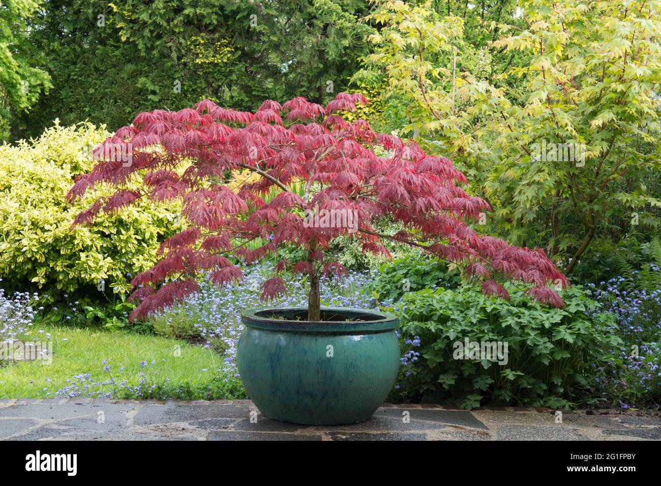 Acer palmatum dissectum Garnet, Japanese maple, in a green pot on a garden patio, purple Burgundy leaves, spring, May, UK Stock Photo