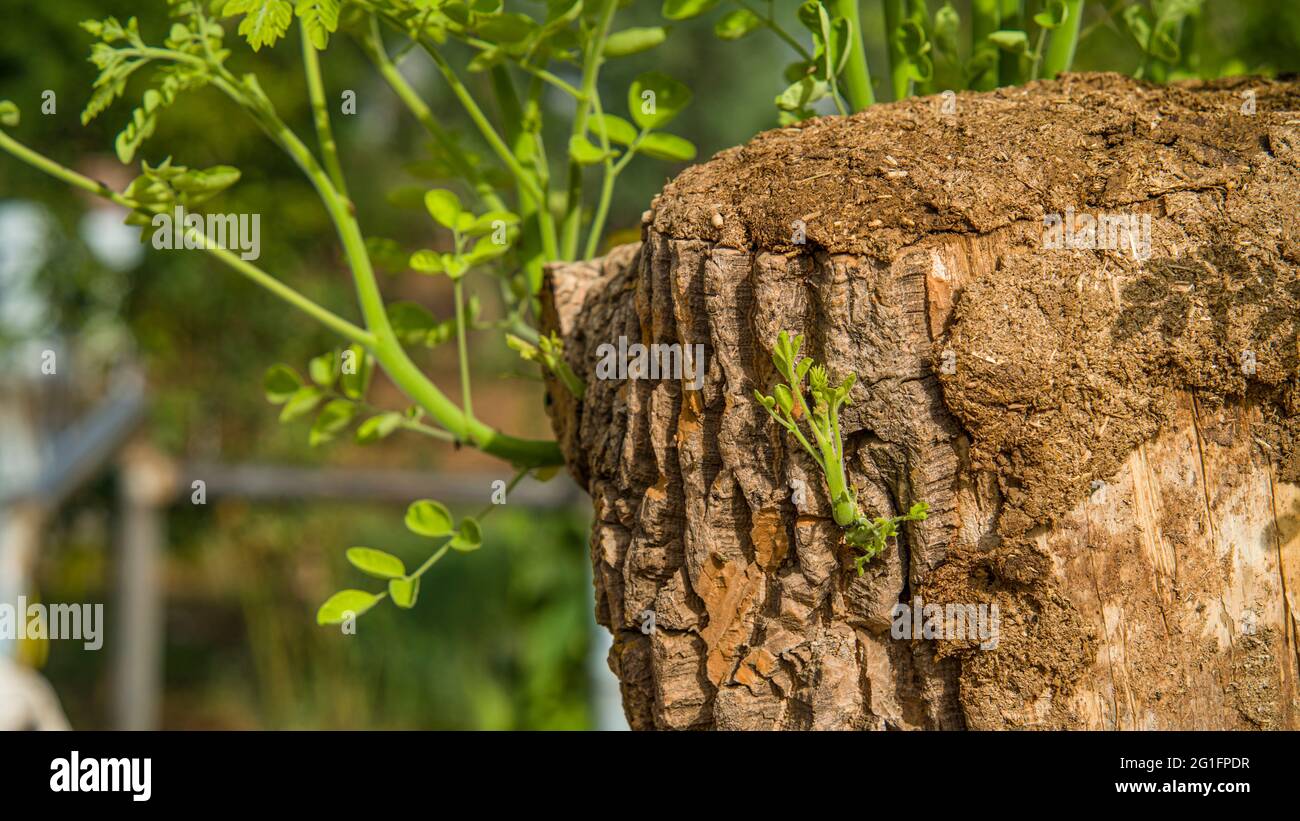 Fresh Horseradish tree or drumsticks leaves with big root in a close up