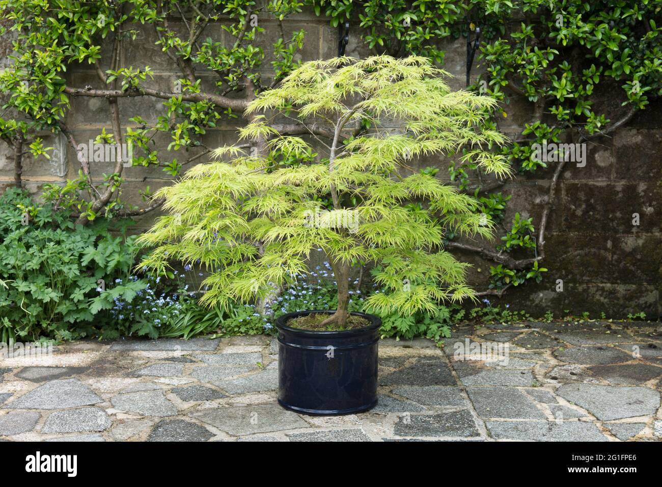 Acer maple in pot hi-res stock photography and images - Alamy
