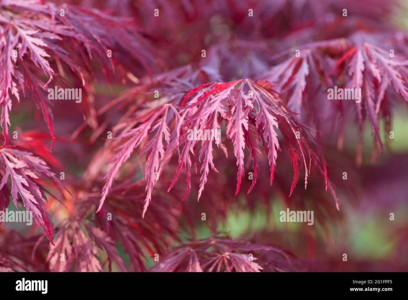 Purple acer palmatum japanese maple hi-res stock photography and images ...