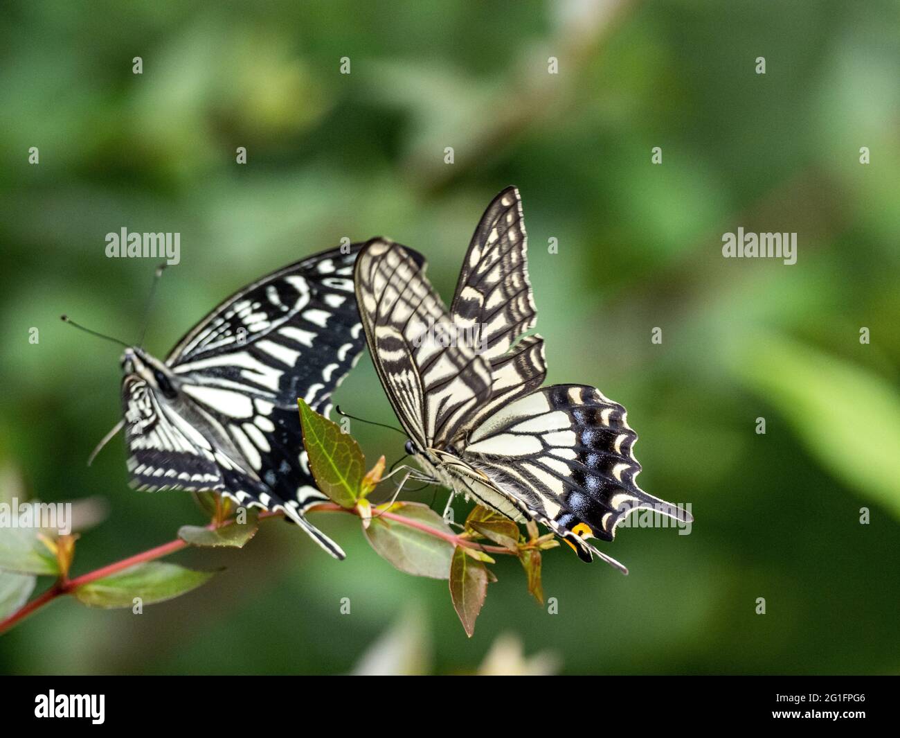 Closeup of beautiful Chinese Yellow Swallowtail (Papilio xuthus) butterflies sitting on the plant Stock Photo