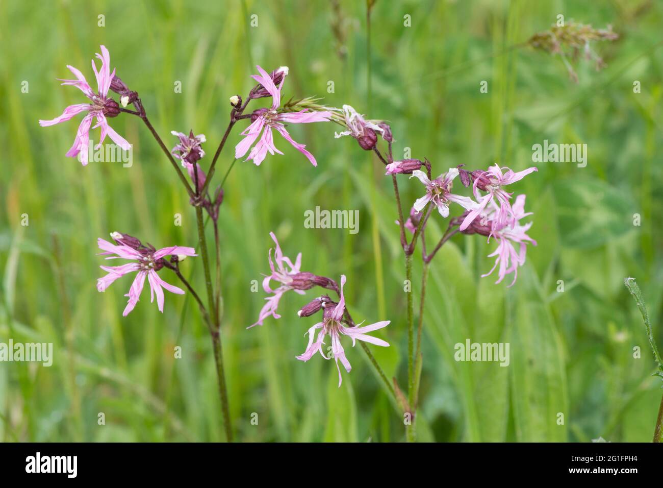 Ragged Robin, Ragged-robin, Silene flos-cuculi, Lychnis flos-cuculi, flowerhead,  May, UK Stock Photo