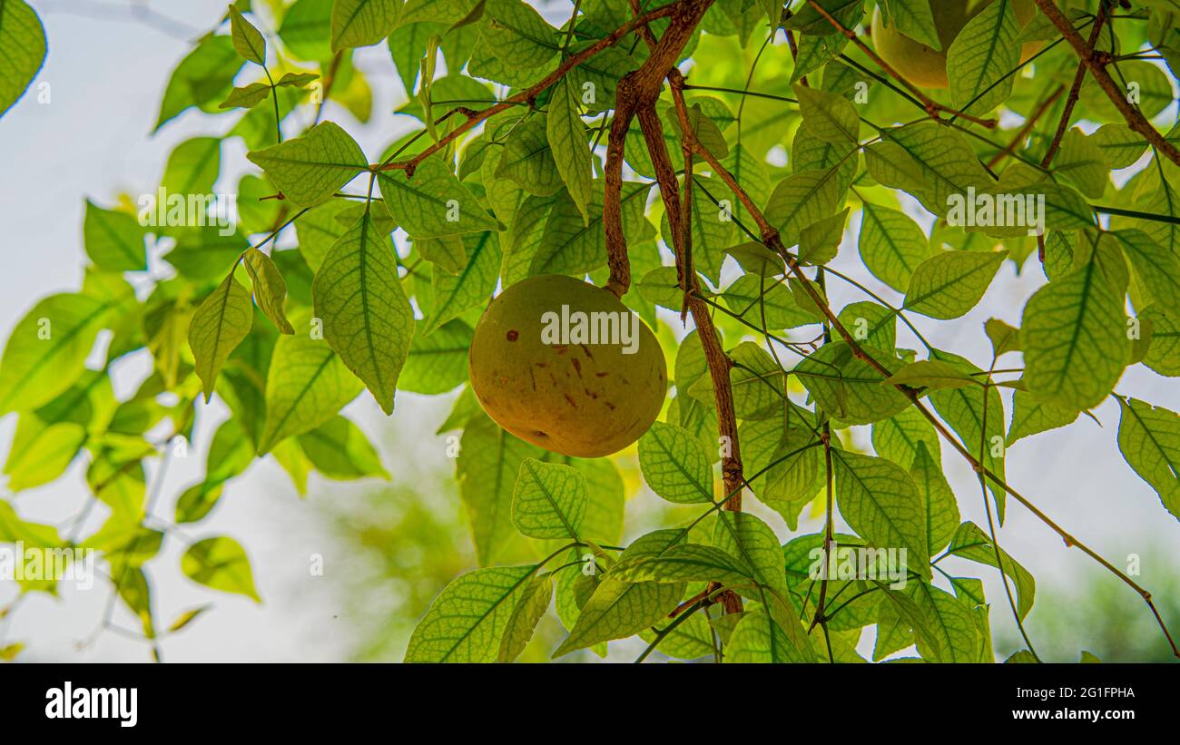 Hanging beal fruit has medicinal value for digestive system,bael.commonly known as bael, bilva, also Bengal quince, golden apple, Japanese bitter oran Stock Photo