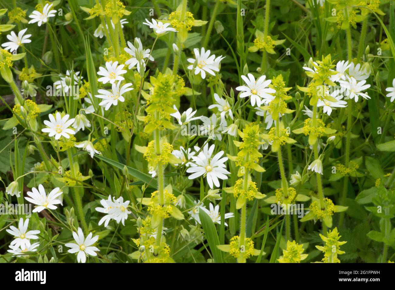Greater Stitchwort, Adders-meat, Stellaria holostea, Crosswort, Smooth Bedstraw, Cruciata laevipes, May, UK Stock Photo