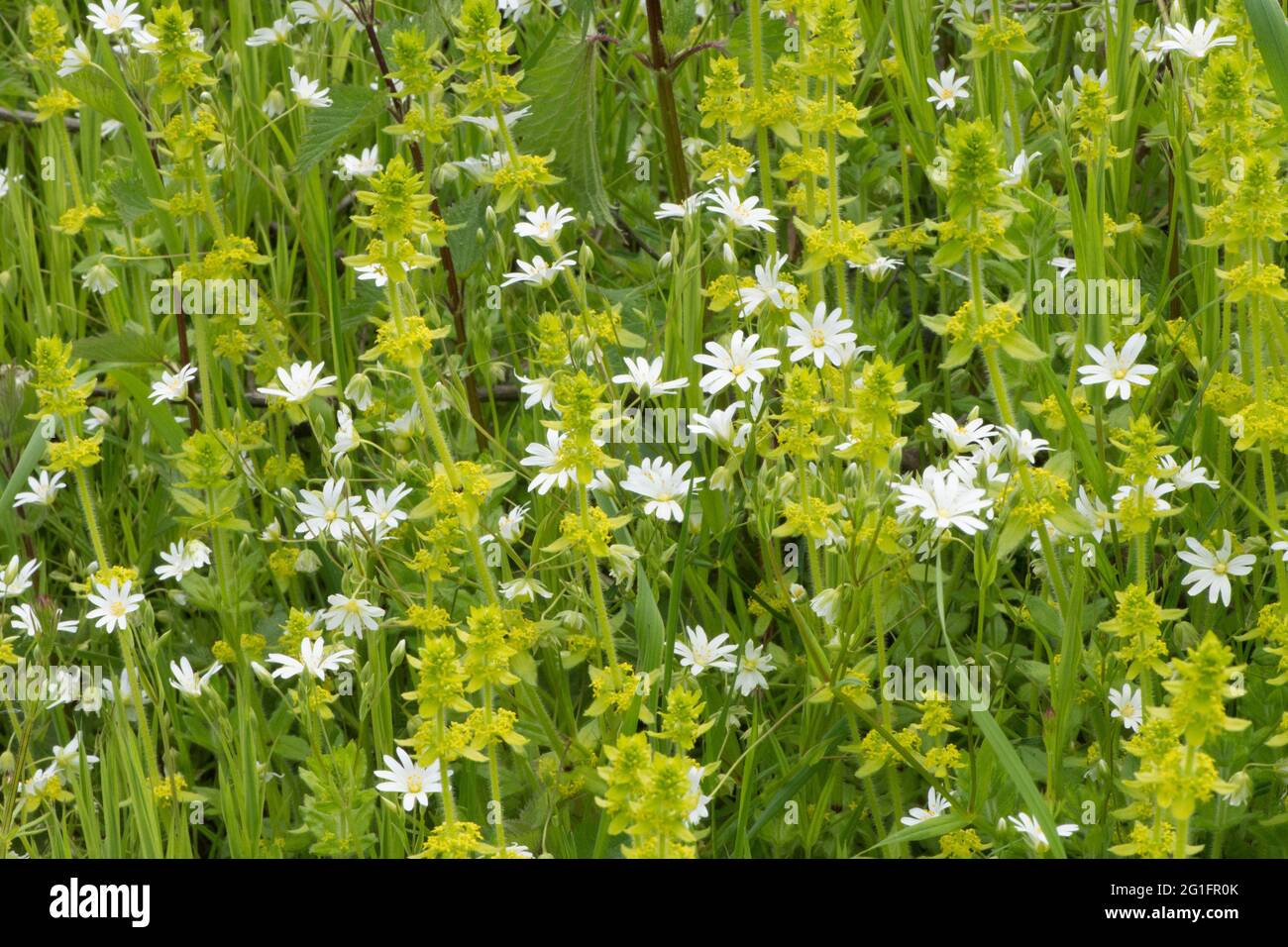 Greater Stitchwort, Adders-meat, Stellaria holostea, Crosswort, Smooth Bedstraw, Cruciata laevipes, May, UK Stock Photo