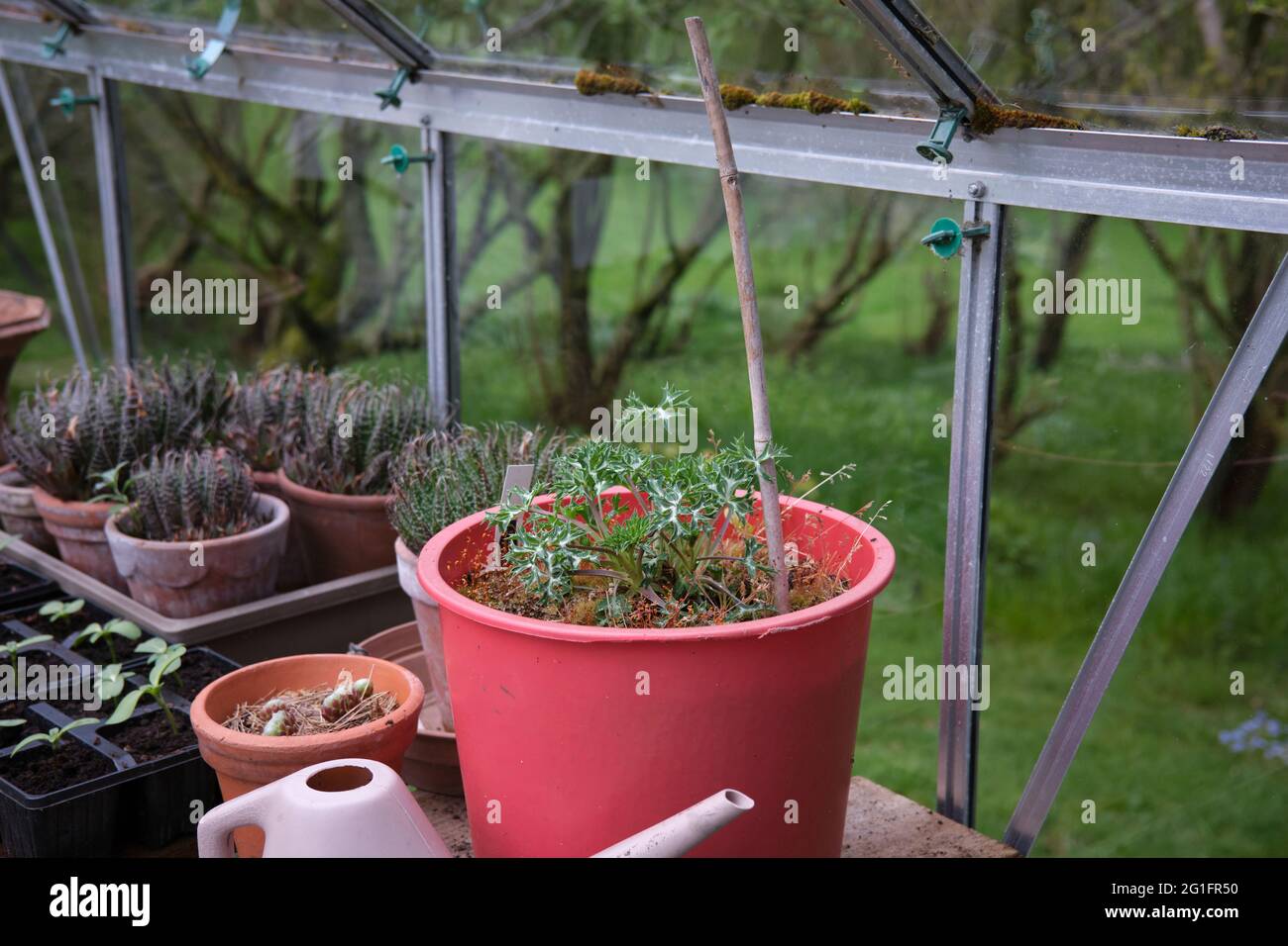 Eryngium growing in a pot in an unheated greenhouse at 900ft Stock Photo