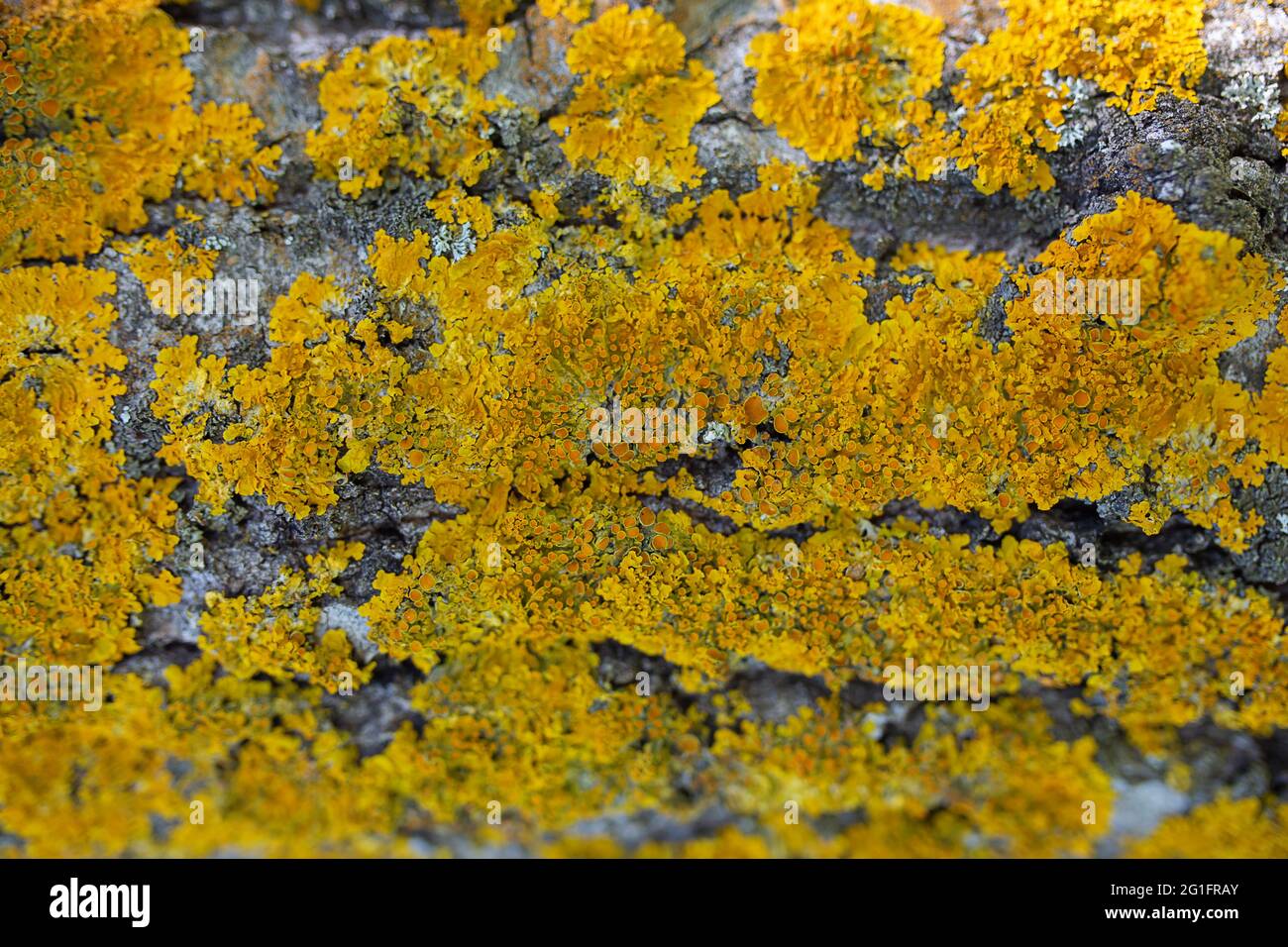 Lichen on tree trunk background. A lot of yellow lichen. Xanthoria parietina. Fungus macro. Nature background, texture. Moss growing on the trunk of a Stock Photo