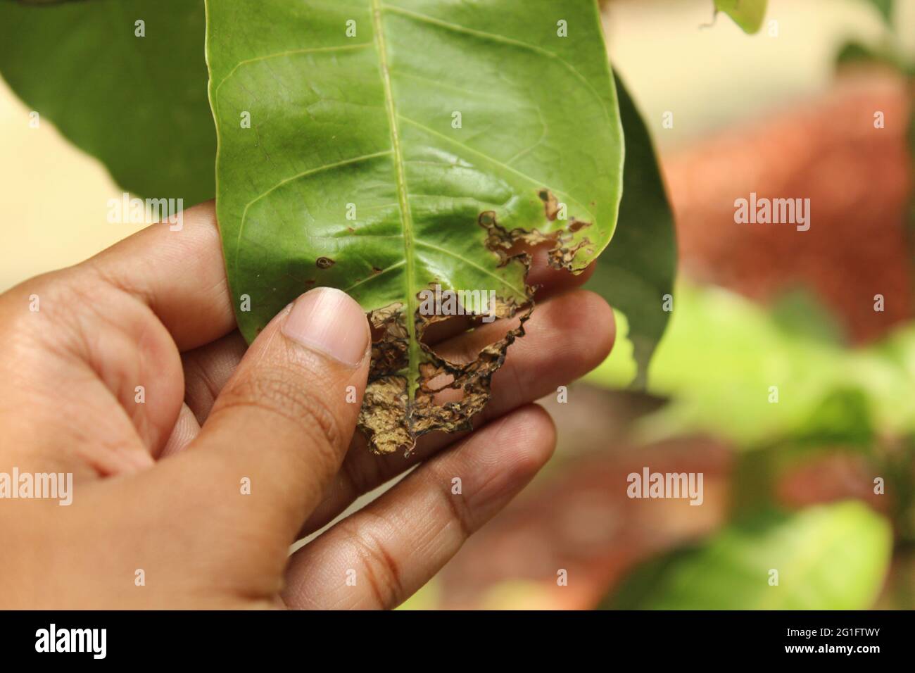 Leaf Rot of Betel Leaf (Phytophthora parasitica), Stock Photo