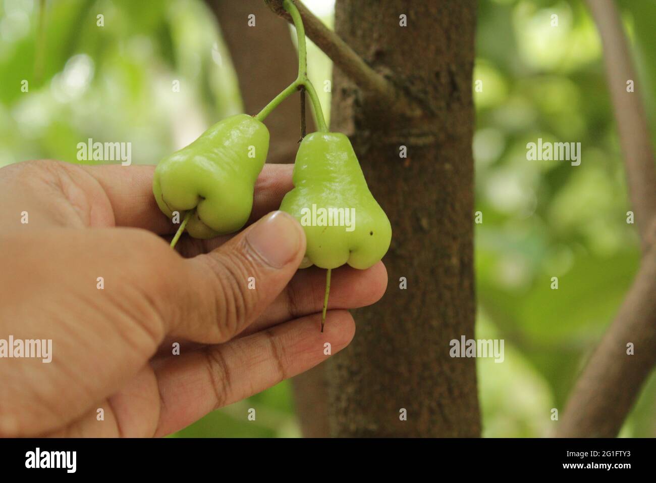 A hand touching java apple or syzygium samarangense on tree branch Stock Photo