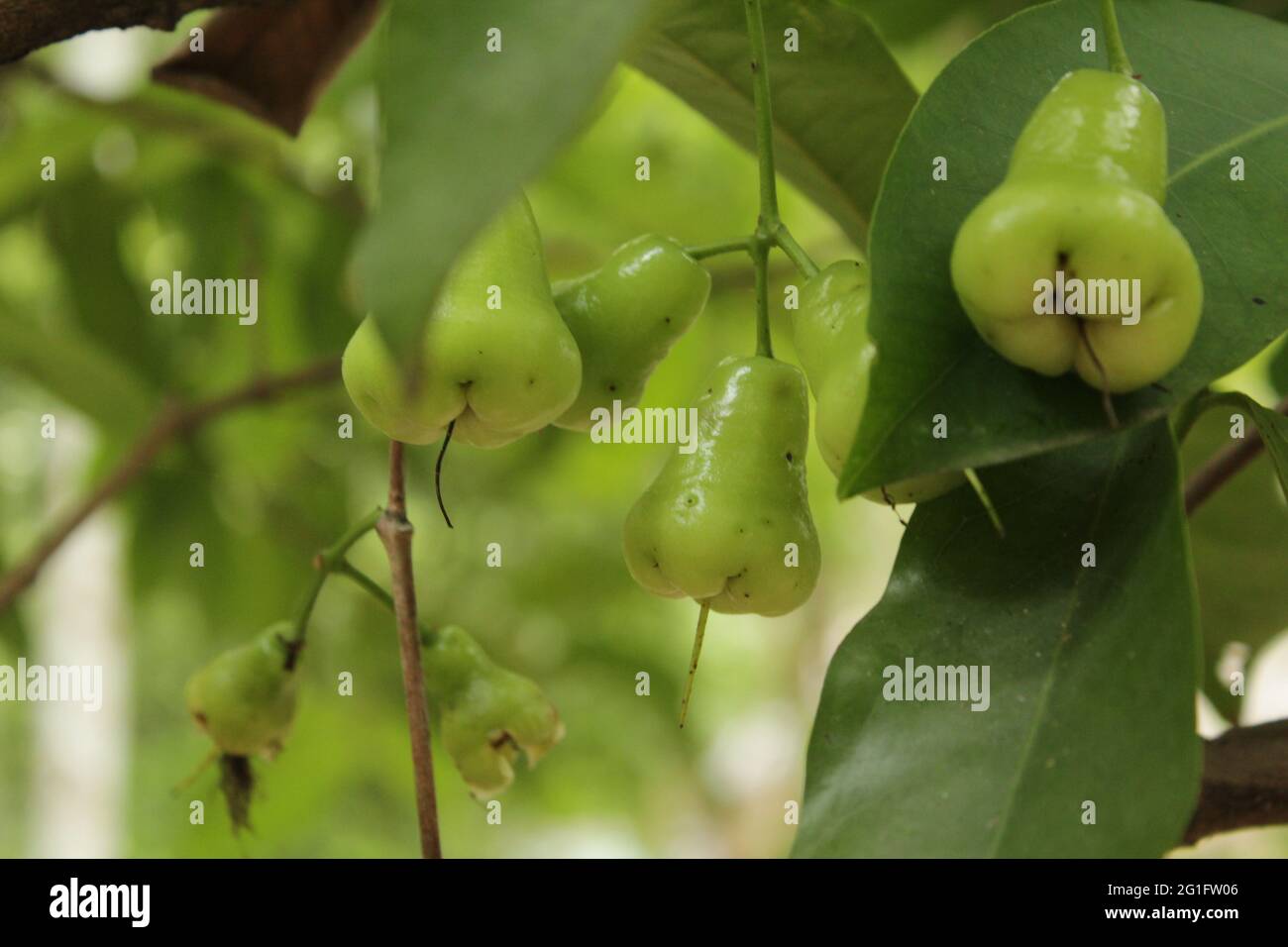 Java apple hanging on tree branch. Java apple or syzygium samarangense Stock Photo