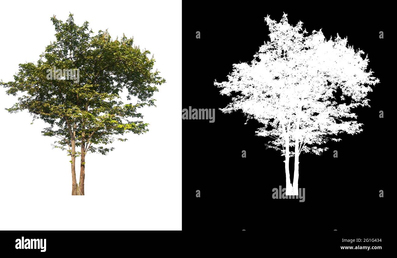 Green tree isolated on white background with post cut out original ...