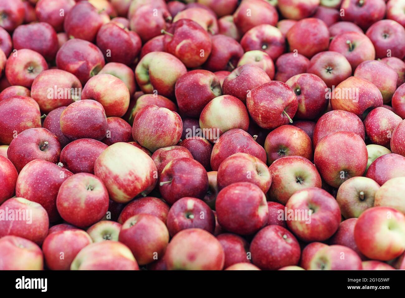 Organic products from farm garden, good harvest and successful business, nature texture Stock Photo